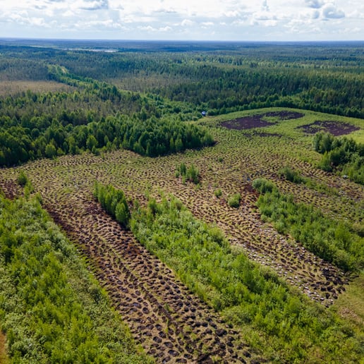 peatland surrounded by pine trees